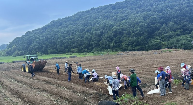 KGC인삼공사 관계자와 농민들이 지난 6일 경기 연천군의 한 폭우피해 인삼밭에서 긴급 구매할 인삼을 수확하고 있다. KGC인삼공사 제공