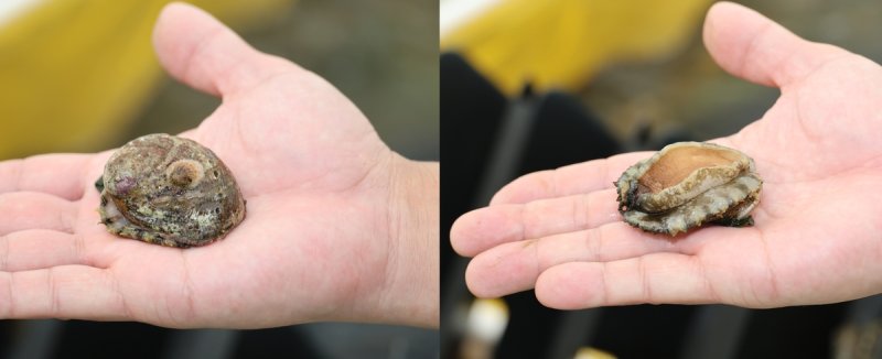 오분자기 (제주=연합뉴스) 백나용 기자 = 제주지역 오분자기 채취량은 1995년 159t에서 2000년 35t, 2010년 27t으로 급감하더니 2011년부터 최근까지는 3t 내외로 잡히고 있다. 오분자기는 전복과 달리 껍데기가 다홍빛이 돌고 구멍이 7∼8개로 많다. 사진은 지난 14일 제주시 구좌읍 제주해양수산연구원에서 촬영한 오분자기. 2024.8.16 dragon.me@yna.co.kr