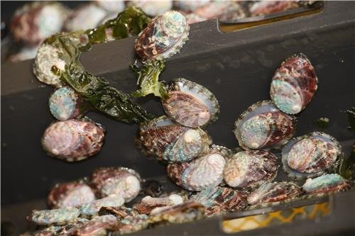 1년 된 오분자기 (제주=연합뉴스) 백나용 기자 = 제주지역 오분자기 채취량은 1995년 159t에서 2000년 35t, 2010년 27t으로 급감하더니 2011년부터 최근까지는 3t 내외로 잡히며 사실상 씨가 말랐다. 사진은 지난 14일 제주시 구좌읍 제주해양수산연구원에서 촬영한 1년 된 오분자기. 2024.8.16 dragon.me@yna.co.kr