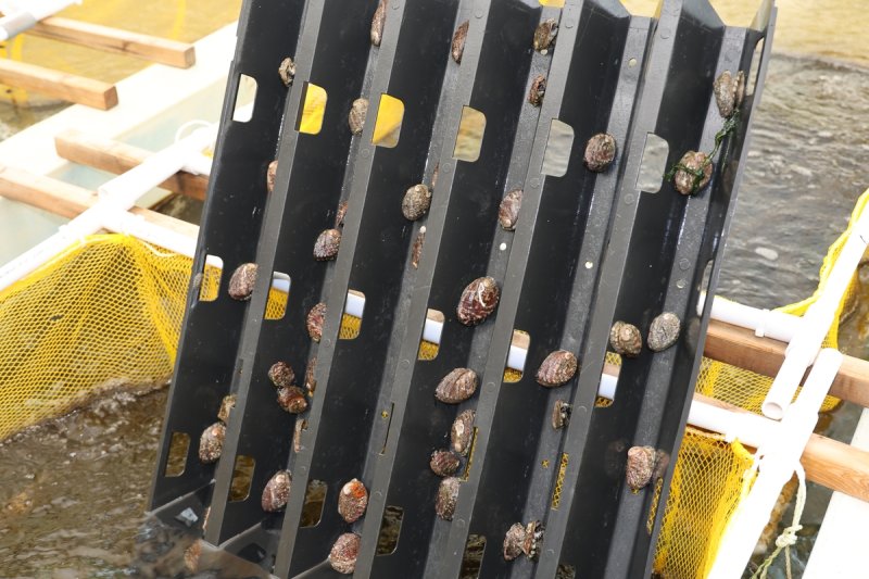 1년 된 오분자기 (제주=연합뉴스) 백나용 기자 = 제주지역 오분자기 채취량은 1995년 159t에서 2000년 35t, 2010년 27t으로 급감하더니 2011년부터 최근까지는 3t 내외로 잡히며 사실상 씨가 말랐다. 사진은 지난 14일 제주시 구좌읍 제주해양수산연구원에서 촬영한 1년 된 오분자기. 2024.8.16 dragon.me@yna.co.kr