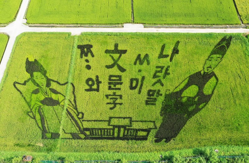 [여주=뉴시스] 김종택 기자 = 쌀의 날인 18일 경기도 여주시 능서면 세종대왕릉역 인근 논에 형형색색의 유색벼를 사용한 세종대왕과 명성황후의 논 그림이 그려져 눈길을 끌고 있다. 논 그림은 여주쌀 대표 품종인 진상벼와 유색벼(흑도, 황도, 홍도, 백도 등)를 식재하여 벼의 성장 과정에 따라 시간이 지날수록 더욱 뚜렷한 색깔을 보이며 완성되어가는 작품으로 10월까지 논그림을 볼 수 있다. 2024.08.18. jtk@newsis.com