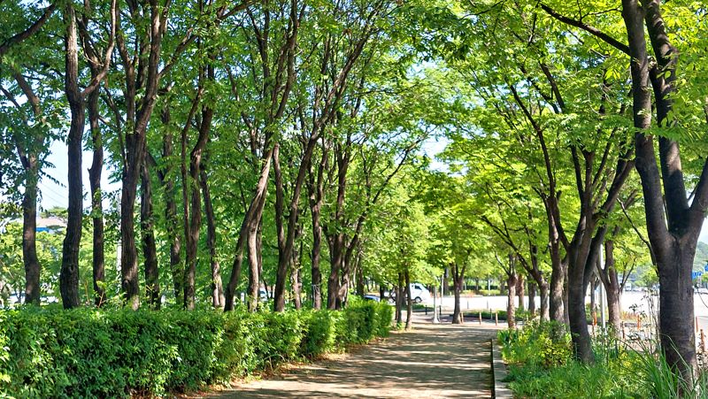 산림청의 ‘2024우수 관리 가로수길’로 선정된 대구 수성구 미술관로 소·느티나무길.