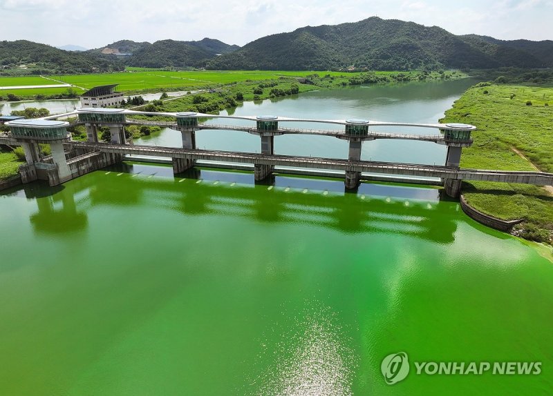 폭염 속 초록빛 녹조 확산 폭염 속 초록빛 녹조 확산 (나주=연합뉴스) 조남수 기자 = 강력한 폭염이 이어지고 있는 14일 전남 나주시 영산강 죽산보 일대에 녹조가 발생해 있다. 녹조는 남조류(남세균)의 이상증식으로 수면 색이 녹색으로 보이는 현상이다. 남조류는 높은 온도와 강한 햇빛, 강의 흐름이 정체되는 경우 쉽게 증식한다. 2024.8.14 iso64@yna.co.kr (끝)