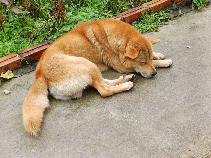 론리 트리를 보는 집에서 기리던 강아지.