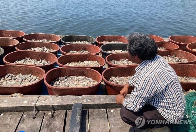 '뜨거운 바다'에…우럭 150만마리 '떼죽음'·20억원 피해