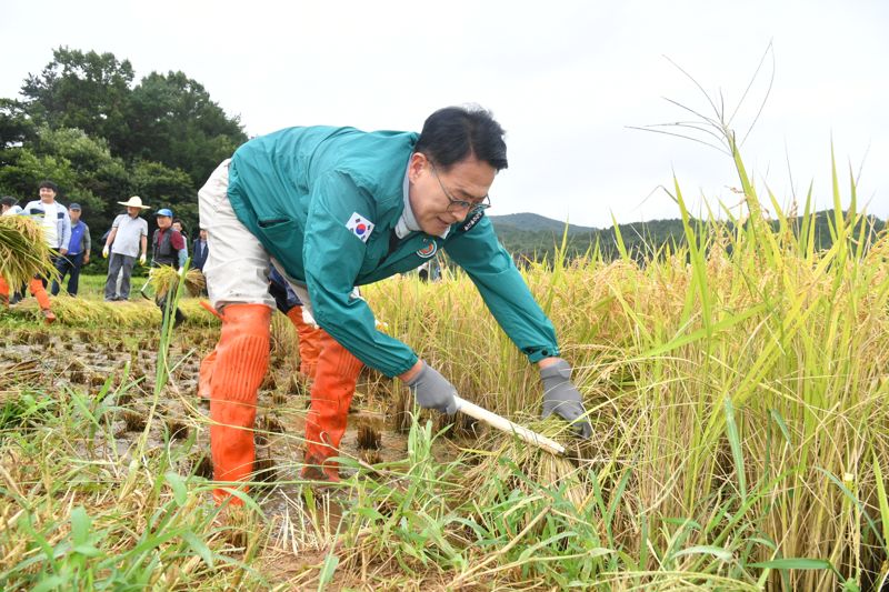 28일 울주군 두서면 신전 들녘에서 열린 울산 울주군의 2024년 첫 벼 베기 행사에서 이순걸 군수가 능숙한 솜씨로 벼를 수확하고 있다.<div id='ad_body2' class='ad_center'></div> 울주군 제공