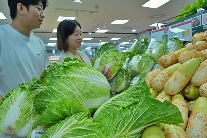 롯데마트, 고랭지 안반데기 햇배추 4000원대 판매