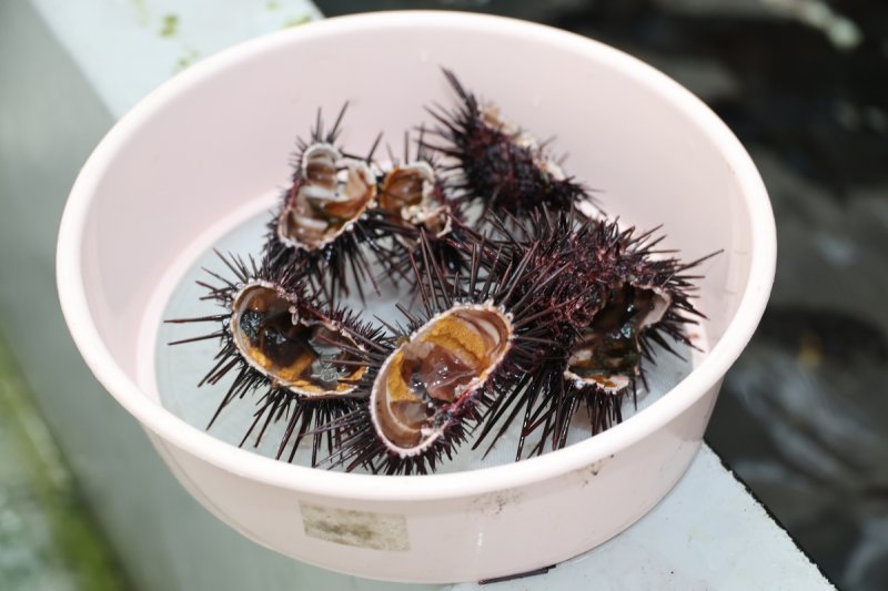 알이 차고 있는 성게 (제주=연합뉴스) 백나용 기자 = 1일 제주해양수산연구원에 따르면 갯녹음 어장에서 서식하는 성게는 주 먹이인 해조류 대신 석회조류나 이끼를 먹고 살면서 흔히 '성게알'이라고 불리는 생식소가 발달하지 않는 것으로 확인됐다. 사진은 지난 27일 제주해양수산연구원에서 촬영한 갯녹음 어장에서 채취해 양식 중인 성게. 전체 무게에 약 5%가량 알이 차 있다. 2024.9.1 dragon.me@yna.co.kr