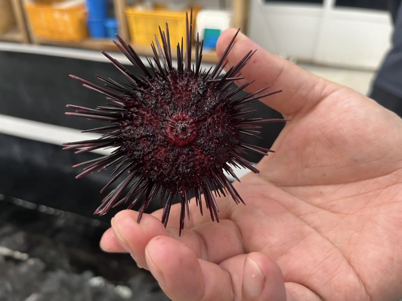 성게 입 (제주=연합뉴스) 1일 제주해양수산연구원에 따르면 갯녹음 어장에서 서식하는 성게는 주 먹이인 해조류 대신 석회조류나 이끼를 먹고 살면서 흔히 '성게알'이라고 불리는 생식소가 발달하지 않는 것으로 확인됐다. 사진은 지난 27일 제주해양수산연구원에서 촬영한 갯녹음 어장에서 채취한 성게. 2024.9.1 dragon.me@yna.co.kr