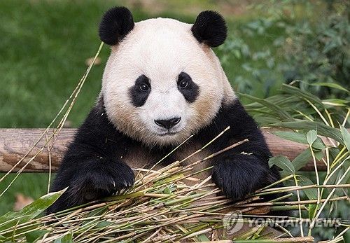 푸바오 ‘식욕 감퇴·수면 증가’…건강이상설 논란에 "가임신 상태"