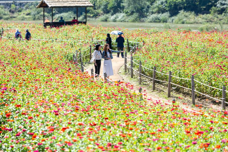 평창백일홍축제. 평창군청 제공