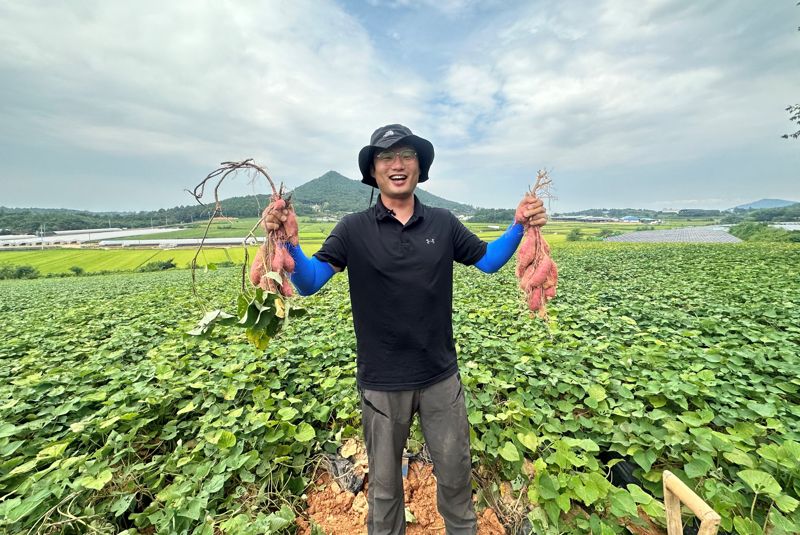 전남도는 9월 친환경 농산물로 '기(氣)의 고장' 영암의 풍부한 일조량을 활용해 청정 황토밭에서 키운 '유기농 고구마'를 선정했다고 밝혔다. 사진은 류인규 버들농산영농조합법인 대표가 '심토반전' 재배로 상품성을 높인 '유기농 고구마'를 들어 보이고 있는 모습. 전남도 제공