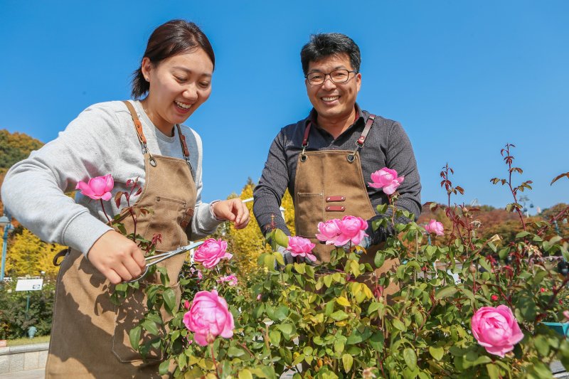 에버랜드, 자체개발 장미품종 ‘항산화 효과’ 입증