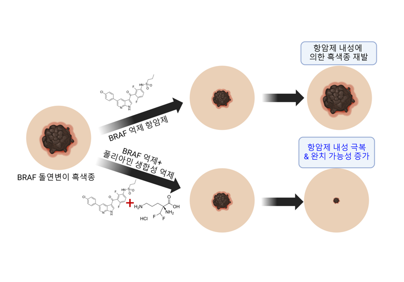 피부암의 항암제 내성 원인을 찾아냈다