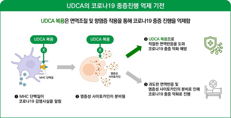 UDCA의 코로나19 중증 진행 억제 원리 [대웅제약 제공. 재판매 및 DB 금지]