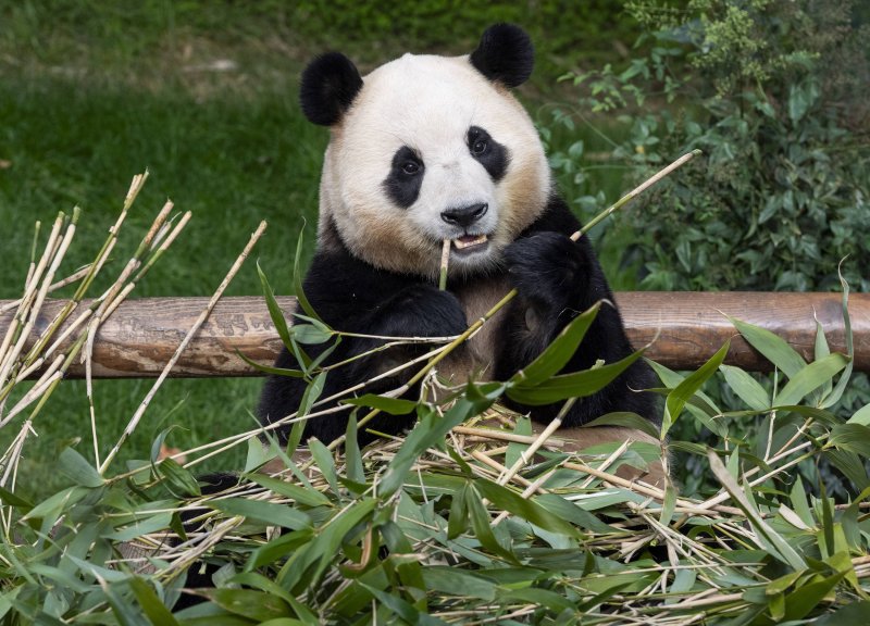 대나무를 먹고 있는 푸바오. (삼성물산 리조트부문 제공) 2024.6.24/뉴스1