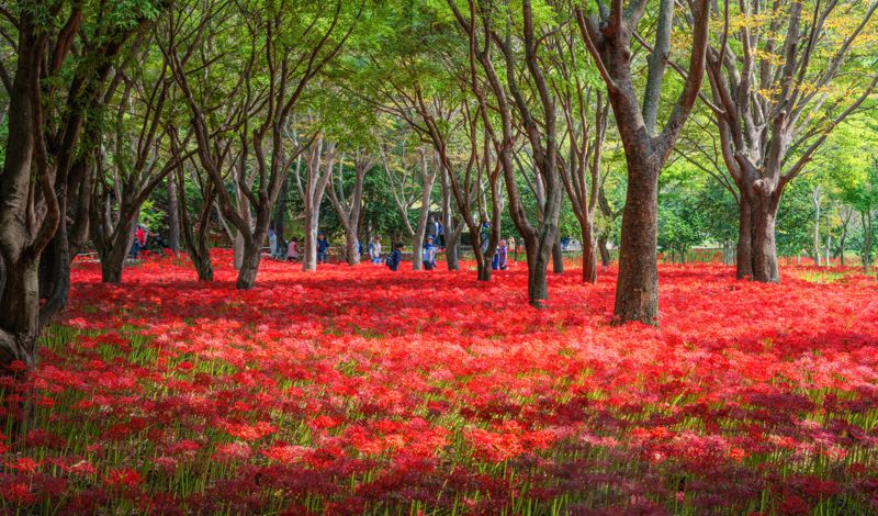 전남도가 가을을 즐기고 싶은 여행객을 위해 다양한 글로벌 축제와 할인 이벤트를 준비해 관광객 맞을 채비에 한창이다. 사진은 지난 13일부터 오는 22일까지 일정으로 영암 불갑산에서 열리고 있는 상사화축제 모습. 전남도 제공