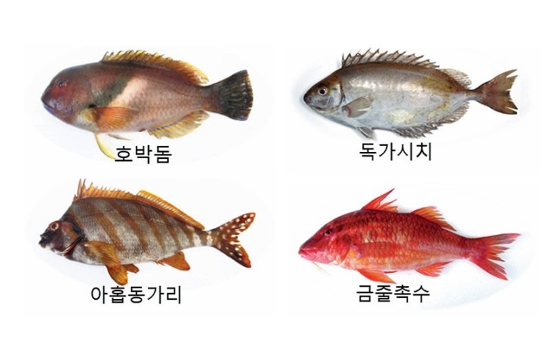 국립수산과학원이 발간한 '2024 수산분야 기후변화 영향 및 연구 보고서'에 소개된 아열대성 어종. 호박돔과 독가시치, 아홉동가리, 금줄촉수 등 따뜻한 바다에 서식하는 어종들이 국내 연안에서 관찰되고 있다. 제주 조천읍 북촌리의 아열대 어류 비율은 2015년 31.3%에서 2022년 52.4%로 높아졌다. 자료=국립수산과학원
