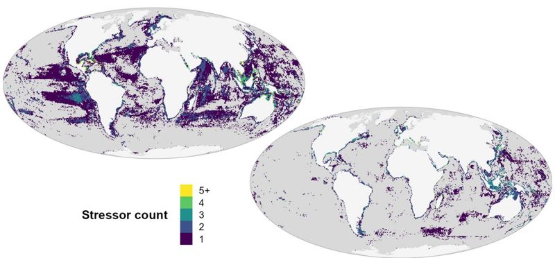 연구진이 조사한 결과를 바탕으로 해양동물 스트레스 지수가 높은 지역을 지도화했다.<div id='ad_body2' class='ad_center'></div> 미국 남부해안가와 동남아시아, 동북아시이아 지역의 해안가는 가장 높은 5단계 지역으로 조사됐다. NCEAS 케이시 오하라 박사 제공