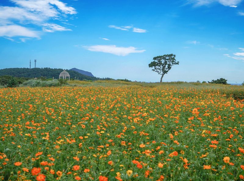 황화코스모스가 만개한 제주 신화가든 전경. 제주신화월드 제공