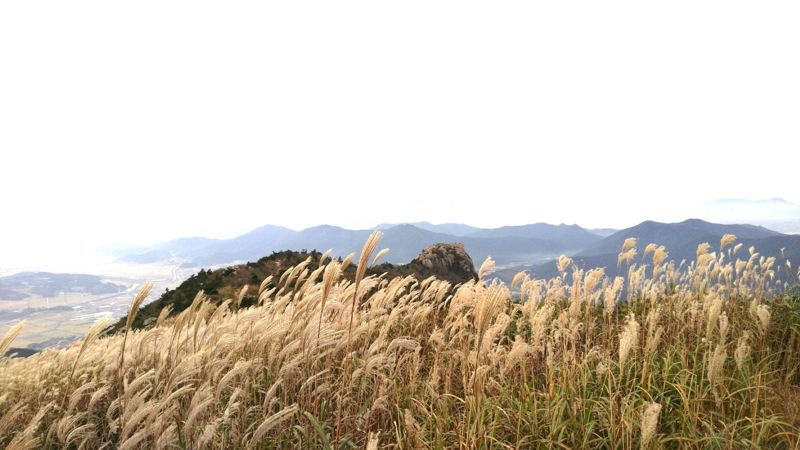 전남 장흥 천관산휴양림 천관산 억새