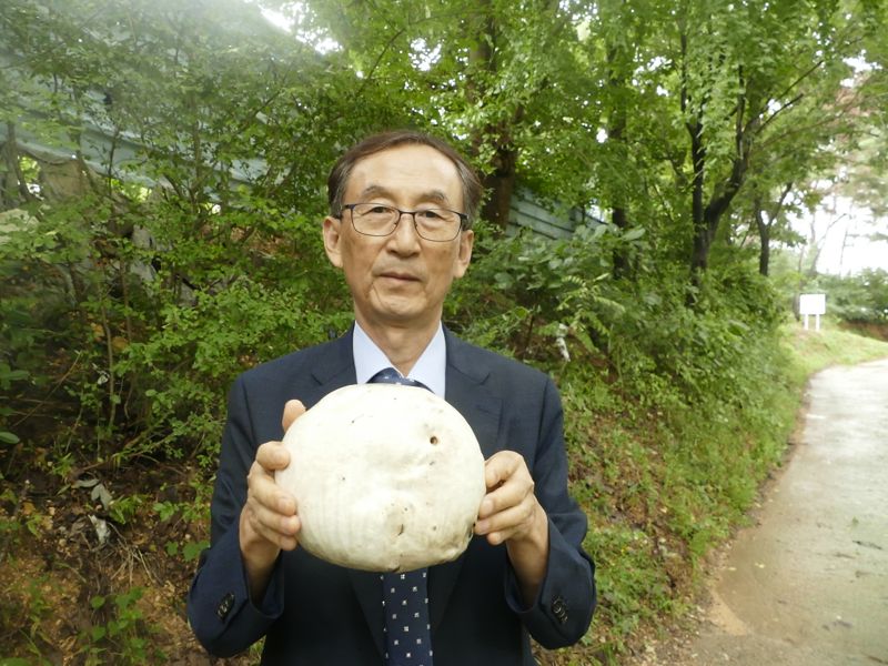 울산시민생물학자인 조상제 전 범서초등학교 교장이 지난 21일 울주군 범서읍 구영리 야산 산책로에서 자신이 발견한 지름 20m 크기의 댕구알버섯을 보여주고 있다. 울산시 제공