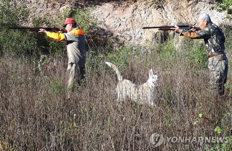 멧돼지 포획 나선 엽사들 [영동군 제공] /사진=연합뉴스