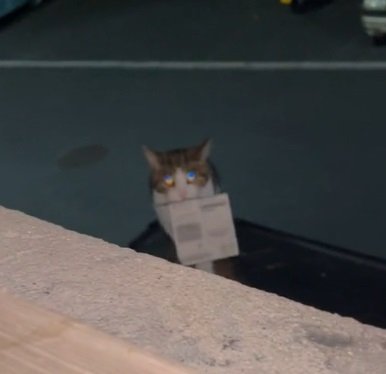 Furry Fortune: The Curious Case of a Cat Who Picked a Winning Lottery Ticket and Left Its Owner Purr-fectly Speechless