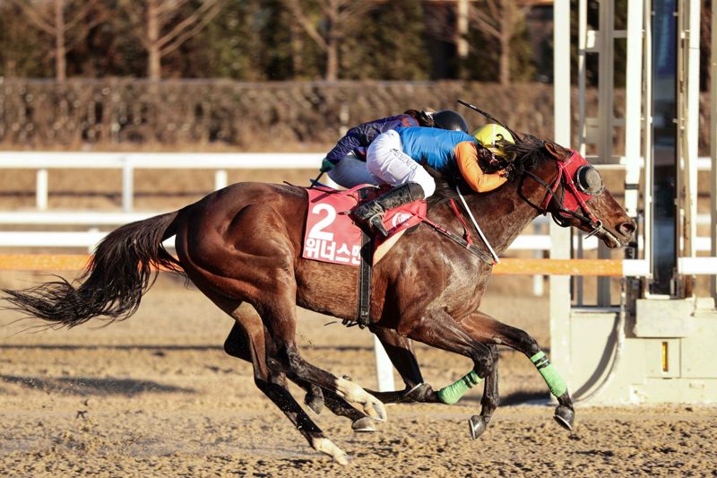 현존 최고 명마 위너스맨이 오는 29일 은퇴식을 갖고 경주로를 떠난다. 렛츠런파크 부산경남 제공