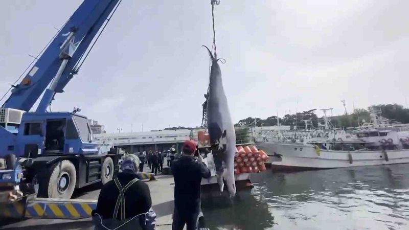 지난 5월 울산 방어진 앞바다에서 연안통발 어선의 그물에 걸린 6.1m, 3.1t 크기의 밍크고래가 들어올려지고 있다.