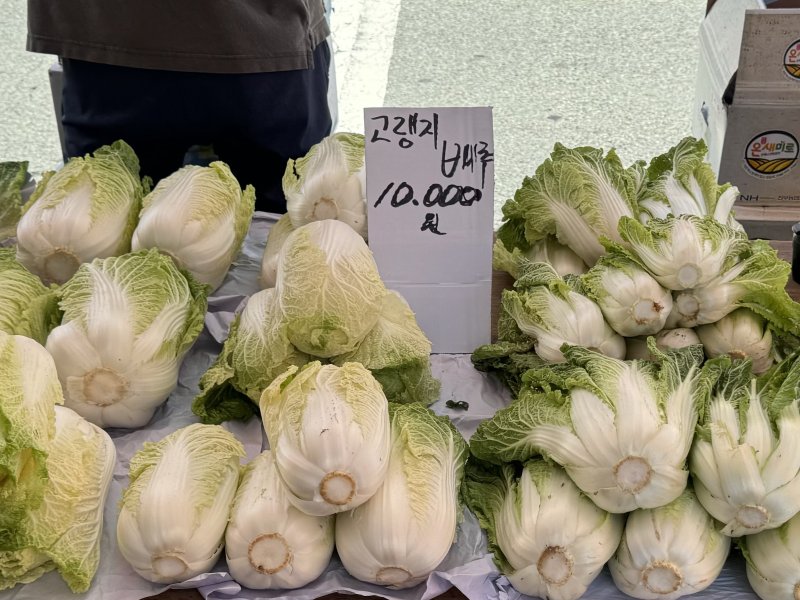 울산 북구 호계시장에서는 고랭지 배추 1포기에 10000원에 판매 중이다.2024.9.26./뉴스1 김세은 기자