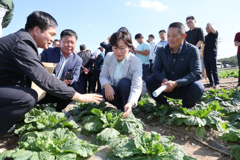 송미령 농림축산식품부 장관(오른쪽 두번째)이 29일 전남 해남군 일원의 배추밭을 찾아 김장배추 작황을 점검하고 있다. 농림축산식품부 제공.