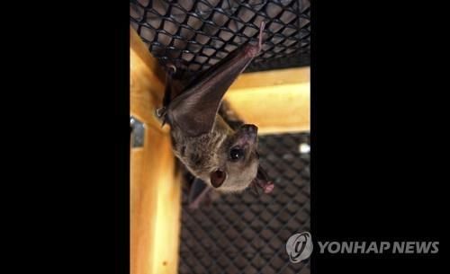 마르부르크 바이러스의 주요 매개체로 꼽히는 박쥐 [AP 연합뉴스 자료사진]