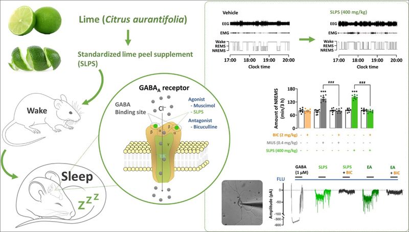 라임껍질 추출물의 수면개선 효과와 작용기전 이미지. 국립부경대 제공