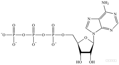ATP(아데노신삼인산)의 구조