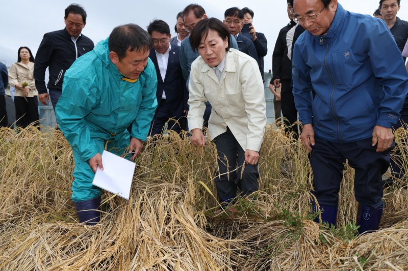 [서울=뉴시스] 전신 기자 = 송미령 농림축산식품부 장관이 1일 전북 임실의 벼멸구 피해현장을 방문해 수확기 작황과 피해 상황을 점검하고 있다. (사진=농림축산식품부 제공) 2024.10.01. photo@newsis.com *재판매 및 DB 금지