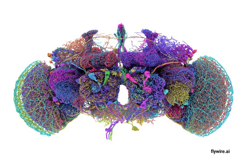 프린스턴대 연구진이 구축한 초파리 성체 뇌 신경망 3D 지도(Credit: Tyler Sloan and Amy Sterling for FlyWire, Princeton University)/뉴스1