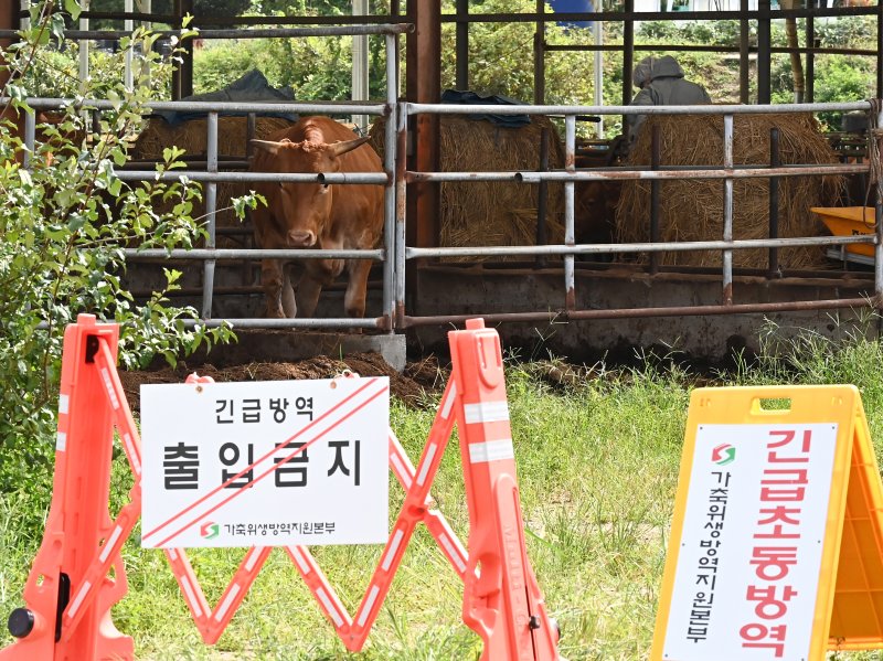 [단독]1명이 닭 22만마리, 소 4915마리 돌본다, 럼피스킨 번지는데 공무원 수의사 부족