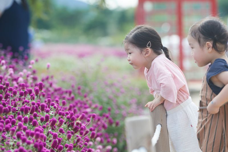 양주 나리농원 꽃밭을 찾은 시민들. /양주시 제공