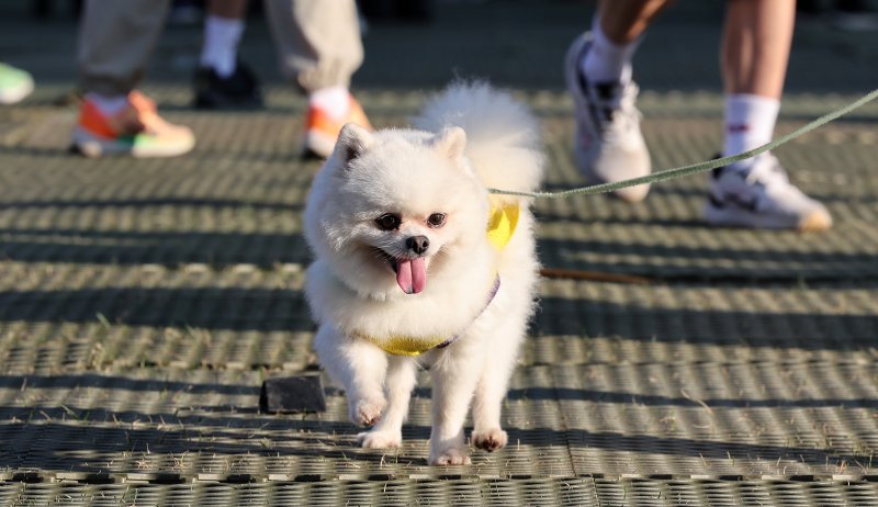 서울 중구 서울시청 광장에서 열린 '2024 함께걸어요 My5K' 행사에 참가한 강아지가 시작을 기다리고 있다. 2024.10.9/뉴스1 ⓒ News1 김성진 기자