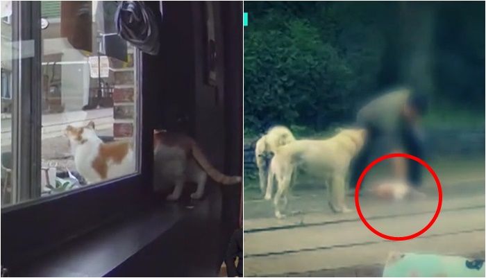 6년째 돌본 고양이 사라져 CCTV 확인했더니..'경악'