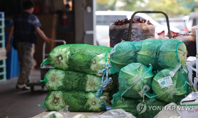 배추 폭염 영향으로 배추 가격 상승 계속 (서울=연합뉴스) 김인철 기자 = 올해 길었던 폭염의 영향으로 배추를 비롯한 원예농산물의 생육이 전반적으로 부진해 지난해보다 가격이 높은 상황이 이어지고 있는 15일 서울 마포농수산물시장에 배추가 진열돼 있다. 2024.10.15 yatoya@yna.co.kr (끝)