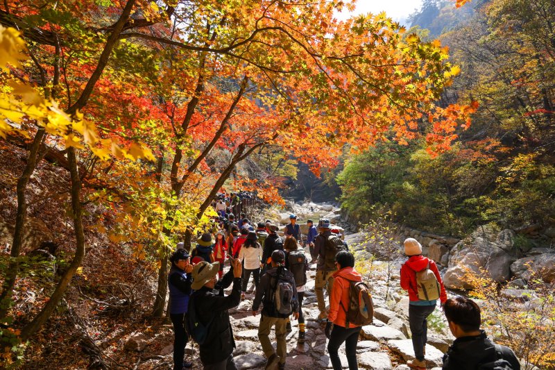 설악산 오색지구 단풍 나들이객 모습. 양양군 제공