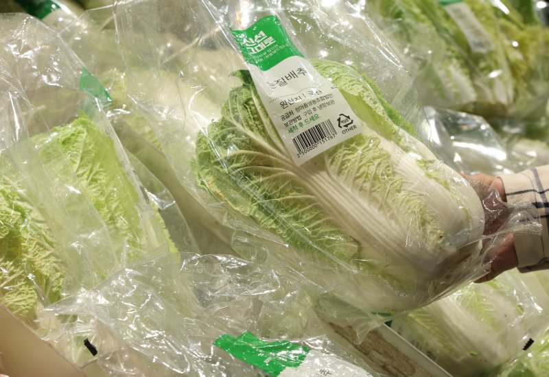 [서울=뉴시스] 황준선 기자 = 16일 전문가격조사기관인 한국물가협회가 낸 '배추 가격 추이 분석 및 가격 전망'에 따르면 11월 평균 배추 가격은 포기당 5300원 수준으로 관측됐다. 이번 김장철 배추가 5300원을 기록하면 4년 전 2000원대를 유지하던 때보다 77.8% 상승하게 된다. 사진은 서울 시내 한 대형마트에서 배추 매대 모습. 2024.10.16. hwang@newsis.com