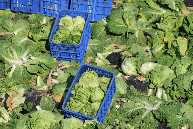 [평창=뉴시스] 권창회 기자 = 17일 오후 강원 평창군 방림면 일대 배추농가에서 농민들이 배추 출하작업을 하고 있다. 가격조사기관 한국물가협회는 배추 수급 동향과 지난 20년간의 생활물가 조사 자료를 분석한 결과 11월 배추 소매가격이 포기당 평균 5300원 수준이 될 것으로 보인다고 밝혔다.2024.10.17. kch0523@newsis.com