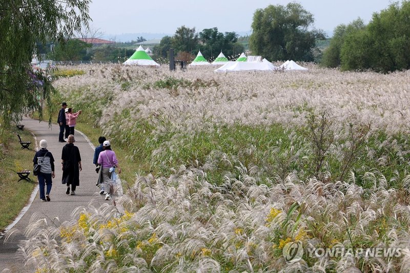 광주서창억새축제 즐기는 시민들 광주서창억새축제 즐기는 시민들 (광주=연합뉴스) 조남수 기자 = 17일 광주 서구 서창동 영산강 둔치에서 열린 제9회 광주서창억새축제에서 시민들이 억새 숲길을 거닐며 가을 정취를 즐기고 있다. 2024.10.17 iso64@yna.co.kr (끝)