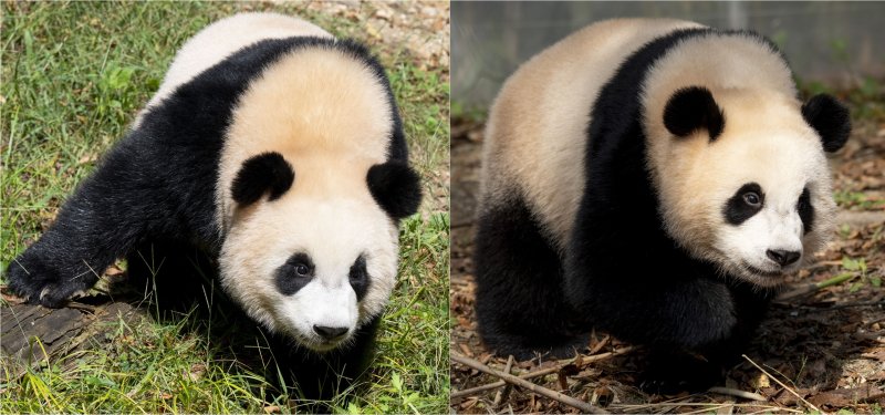 [서울=뉴시스] 쌍둥이 아기 판다 루이바오(왼쪽), 후이바오가 3일 오전 경기 용인 에버랜드에서 야외 나들이를 즐기고 있다.에버랜드는 생후 15개월에 접어든 쌍둥이 판다들의 활동 반경을 넓혀가고자 지난달 말부터 야외 방사장 적응 훈련을 조금씩 진행, 일정 기간 적응 과정을 거쳐 이르면 연내 팬들에게 쌍둥이 판다들의 야외 생활 모습을 공개할 예정이다. (사진=삼성물산 제공) 2024.10.21. *재판매 및 DB 금지 /사진=뉴시스