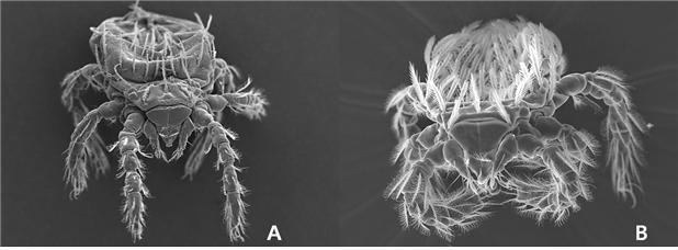 쯔쯔가무시균 매개체인 털진드기. 질병관리청 제공