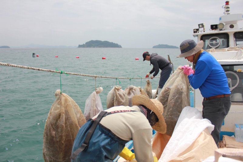 [창원=뉴시스]경상남도수산자원연구소, 양식어업인에 가리비 치패 분양.(사진=경상남도수산자원연구소 제공) 2024.05.10. photo@newsis.com