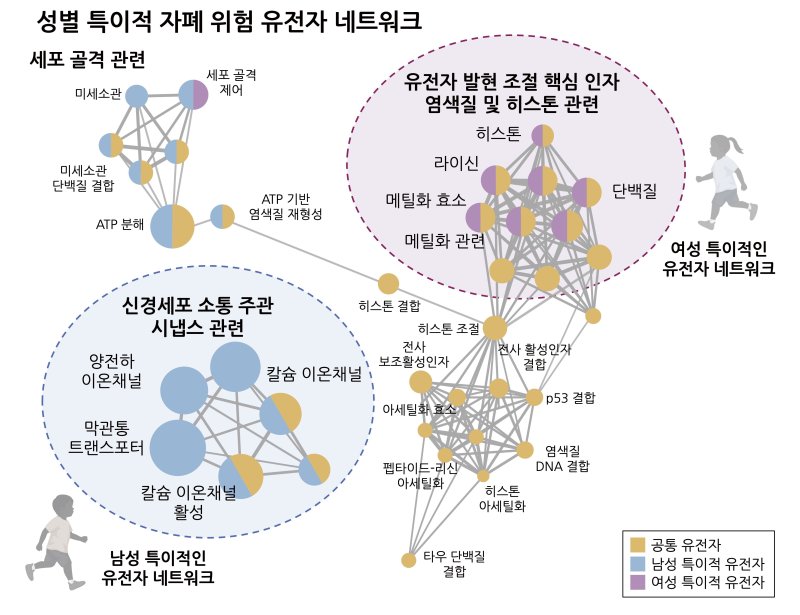 성별 특이적인 자폐 연관 유전자 네트워크.(고려대 제공)/뉴스1